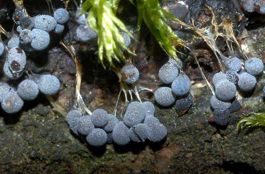 Corpi fruttiferi di Mixomycete (penso), aiuto ID